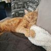 niblet_the_cat