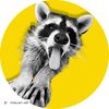 raccoonrehabbers