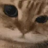 nottodayok