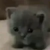 mimimimiiii