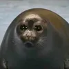 oglorl