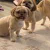gus_lucydog
