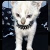 nekoxvamp
