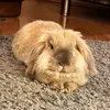 popcorn_schiavo
