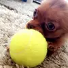 pennythechihuahua_