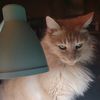 catmomx7