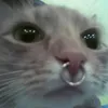 ketpolice
