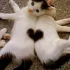 softkittenmemes