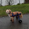 wheelie_good_adventures