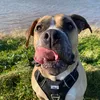 pupcalledphoenix
