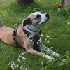 garden.creature