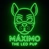 maximotheledpup