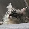 gremlin.anger