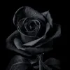 an0072003