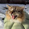 Simba_aliWin