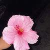 danelyk_07