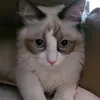 helenkacat