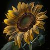 girasolm11