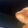 parker_scanlon