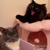 naughtynuggets0