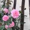 badriyah.france