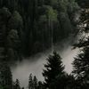 _spirit_of_the_forest_