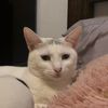 crazycatladyu_u