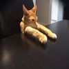 mangothecat101