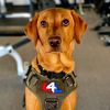 leah_the_servicedog