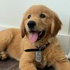 breckthegolden
