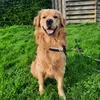 goldenchase_0711