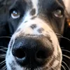 oskarp123