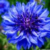 zizou_6323