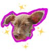 smalldogbigadventures_
