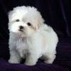doggylover2005
