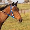 vinnymyhorse