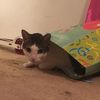 catlover2625