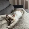 carlbring
