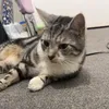 aniqaxz