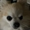 wee_kimmy