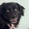 doge2805