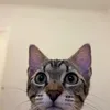 lixa_tt