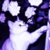 catsloveruwu