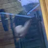 _chaz04