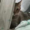 .bananastasia