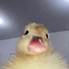 chiickenuggets