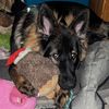 brandybuck_gsd
