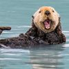 lily.loves.otters