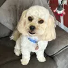 pennypopsmum