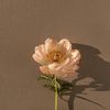 pinkn56
